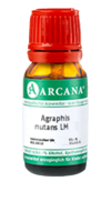 AGRAPHIS NUTANS LM 120 Dilution